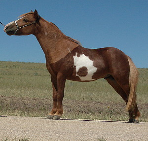 CODY 8-11 L 2W.JPG